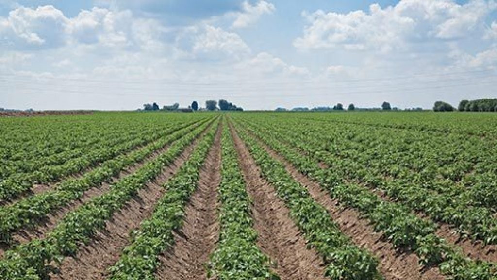 Nigeria Secures N65 Billion Loan to Boost Dry Season Crop Production