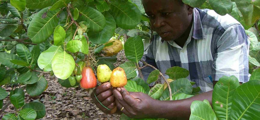 Nigeria and Vietnam Strengthen Cashew Industry Partnership