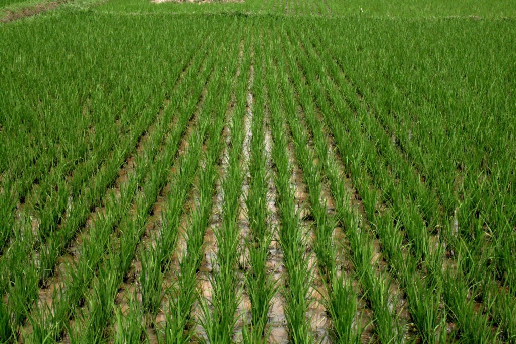 Nigeria to Develop 500-Hectare Farm for Benue IDPs—Minister