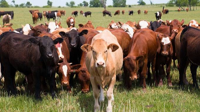 NEC_ Livestock (News Central TV)