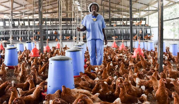 Nigerian Poultry Farmers Face Profit Crisis as Feed Costs Soar