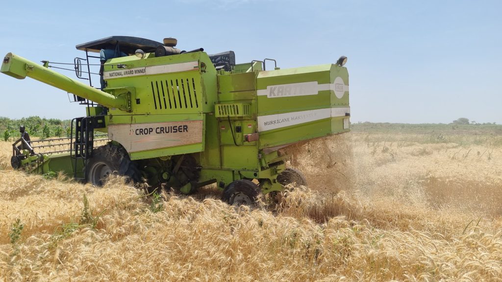 Over 2,000 Hectares of Wheat Harvested in Lake Chad with Government Support