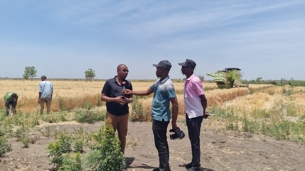 Over 2,000 Hectares of Wheat Harvested in Lake Chad with Government Support