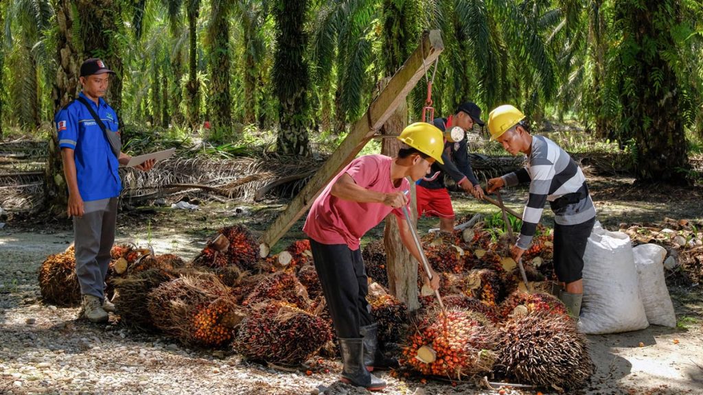 Palm Oil (News Central TV)