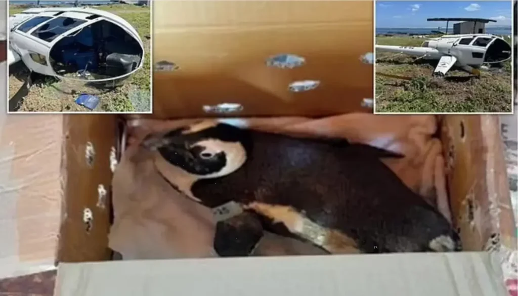 Penguin in a Box Blamed for South African Helicopter Crash