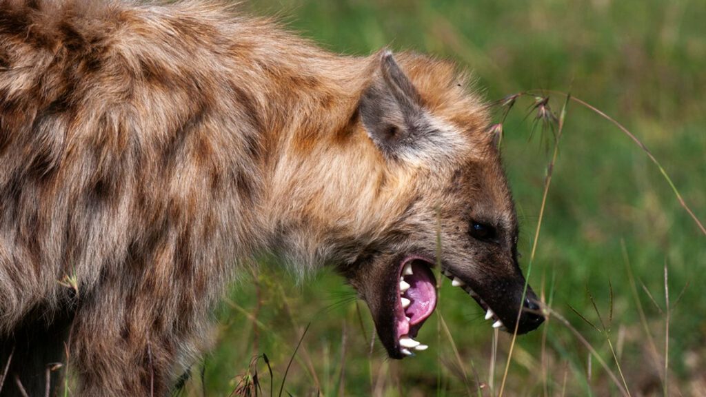 Rabid Hyenas Behind Recent Attacks on Humans in Kenya