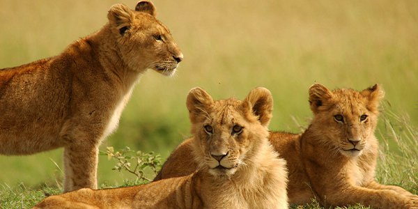 Serengeti Park; Unveiling Africa's Timeless Wildlife Ballet (News Central TV)