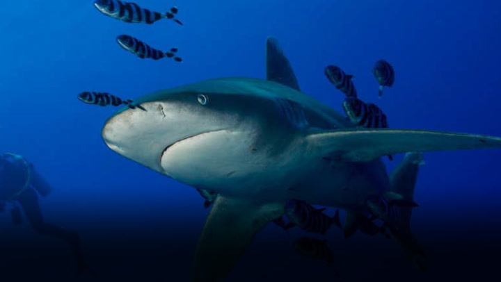 Shark (News Central TV)