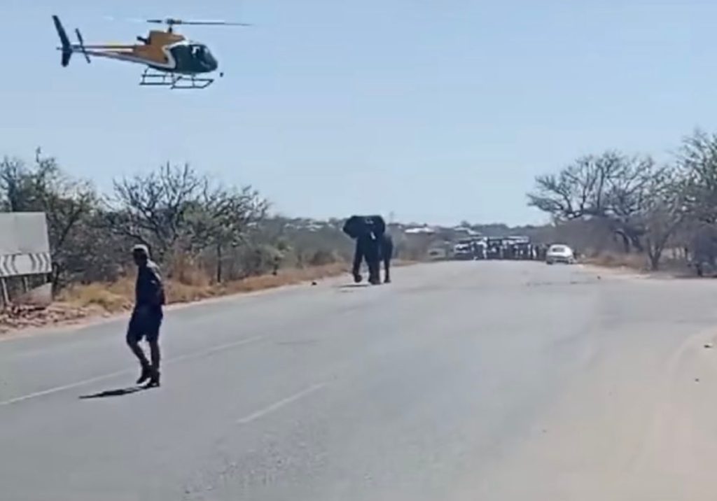 Six Elephants Escape from South Africa's Kruger National Park