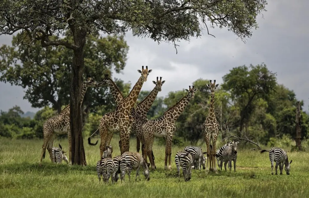 Tanzanian Wild life (News Central TV)