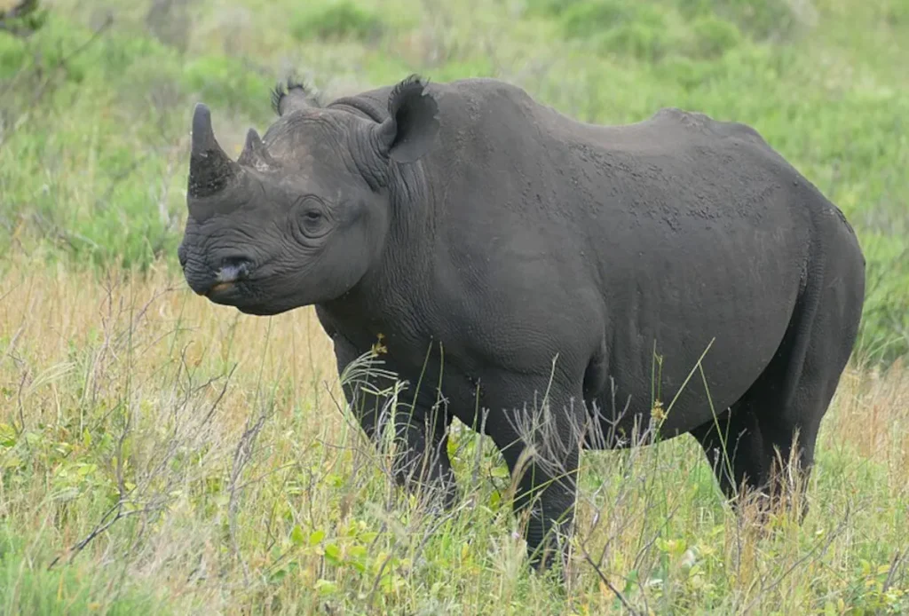 Ten Black Rhinos Relocated to Mozambique After 50-Year Absence