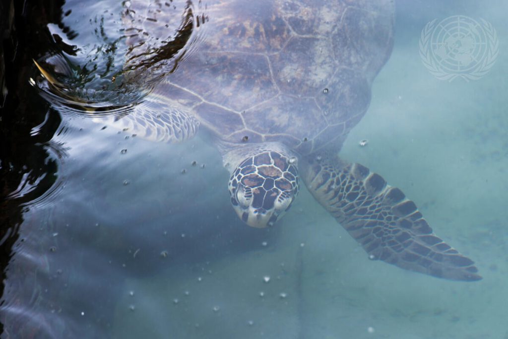 UN Begins Preparations to Protect Marine Life in the High Seas