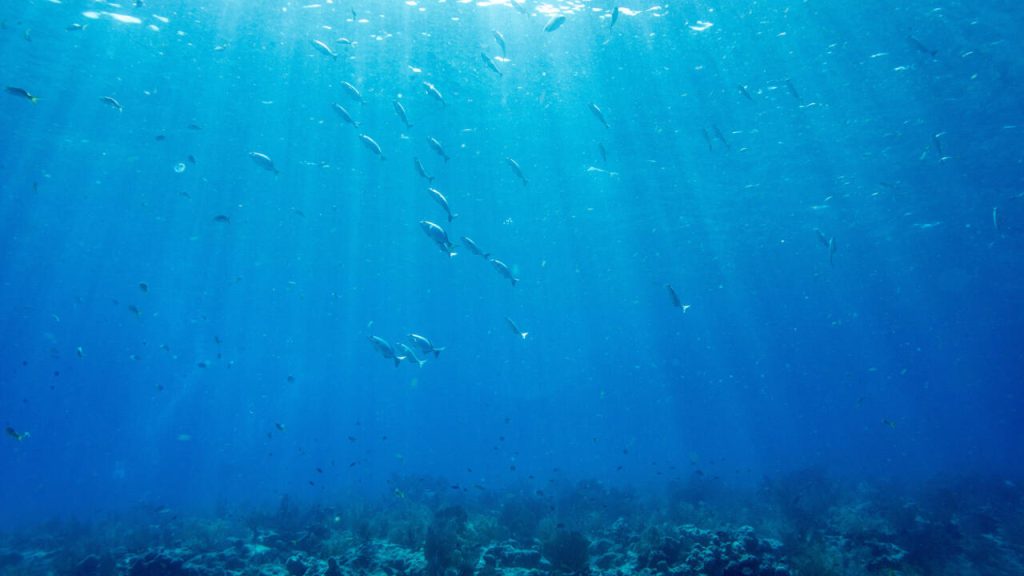 UN Urged to Make France Ocean Summit a Defining Moment for Marine Protection