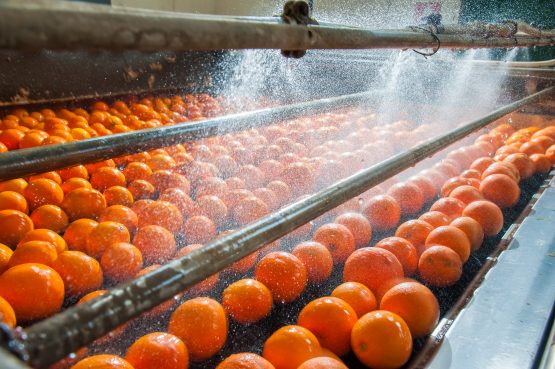 US Tariffs Threaten 35,000 Citrus Jobs in South Africa
