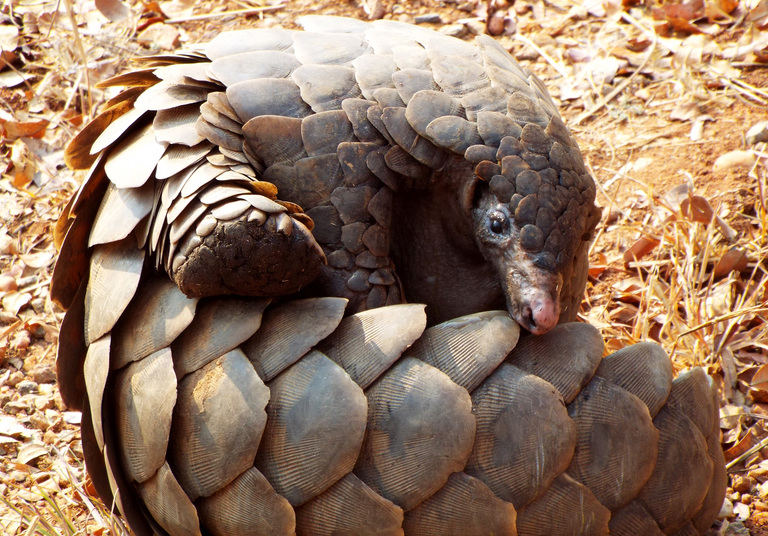 World Pangolin Day: Ghana Intensifies Efforts to Protect Pangolins from Poaching