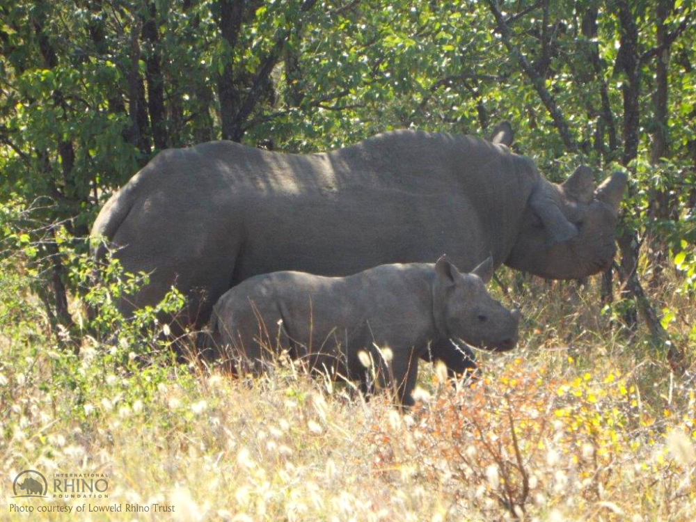 Zimbabwe Rejects Coal Mining Near Black Rhino Sanctuary