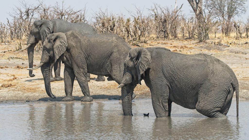 Zimbabwe to Cull 200 Elephants Amid Severe Drought, Food Shortages