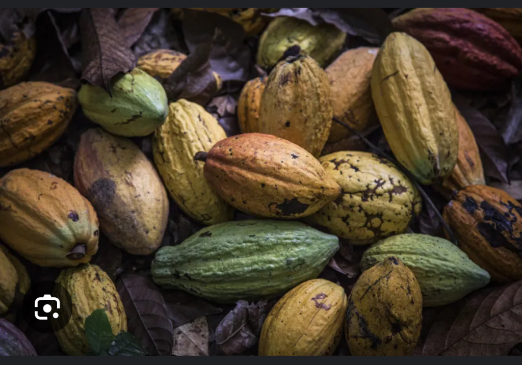 UK, Nigerian Firm in $40.5 Million Deal to Boost Cocoa Output