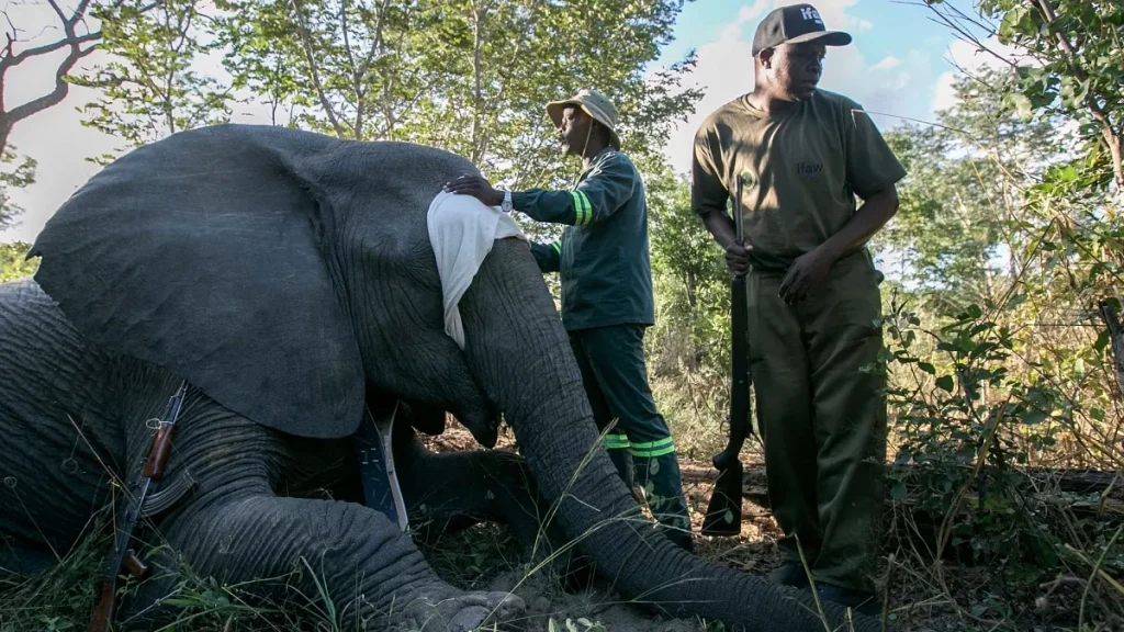 Zimbabwe Plans Elephant Cull, Meat to Be Distributed Locally